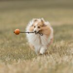 Read more about the article Quisque cursus, metus vitae pharetra